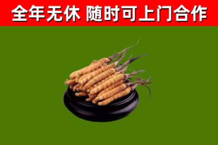宝清县回收冬虫夏草